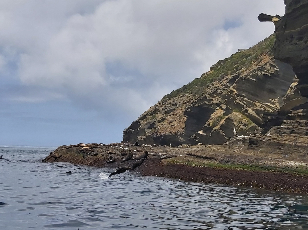 Seals by Sea Tours景点图片