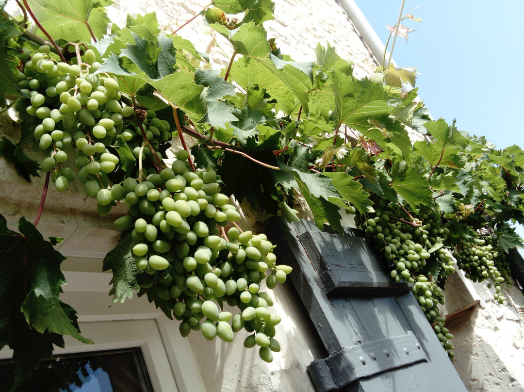 Le Clos des Treilles主图