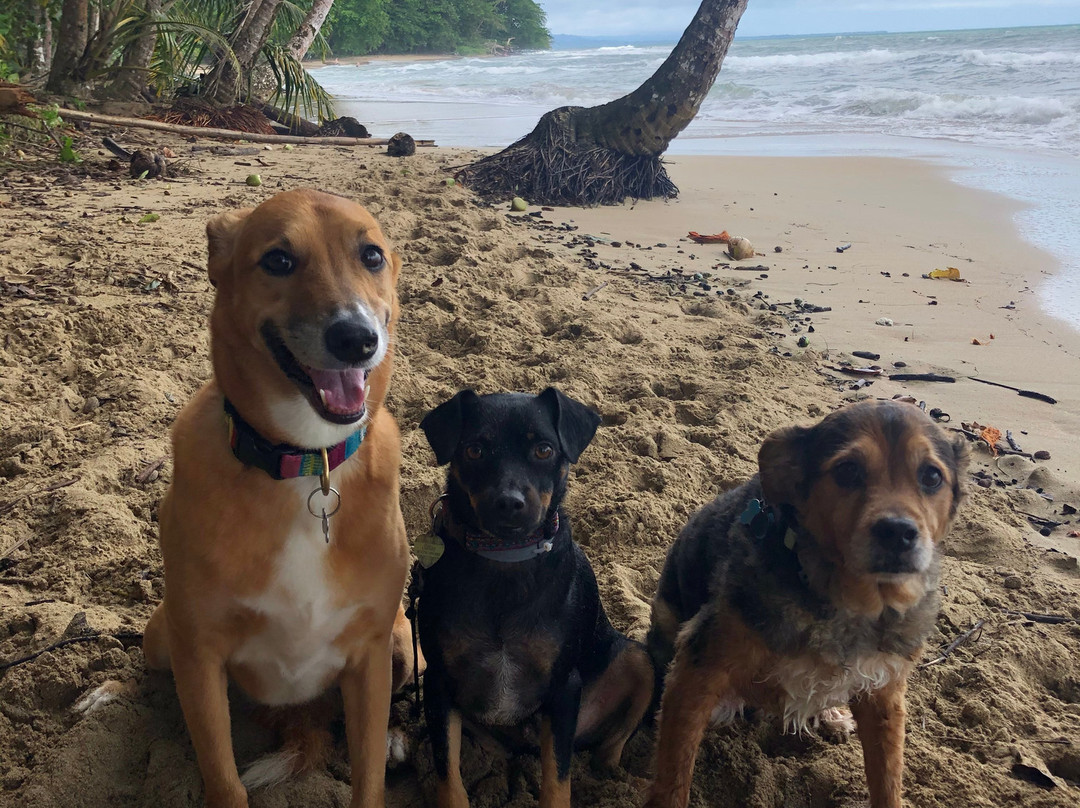 Selvin's Cabinas主图