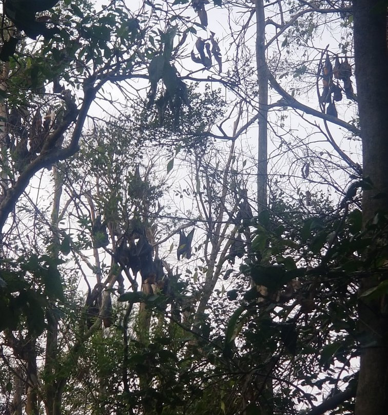 Wingham Brush Nature Reserve-温厄姆必去景点