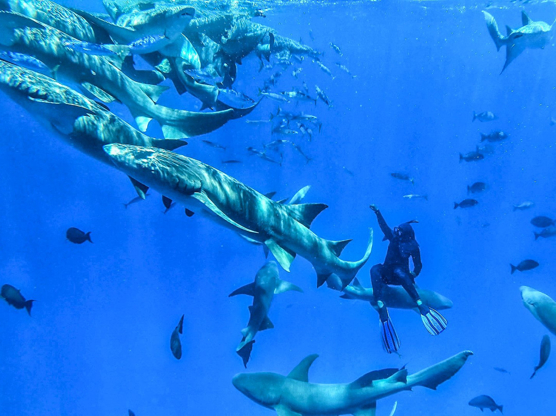 Gurus Maldives主图