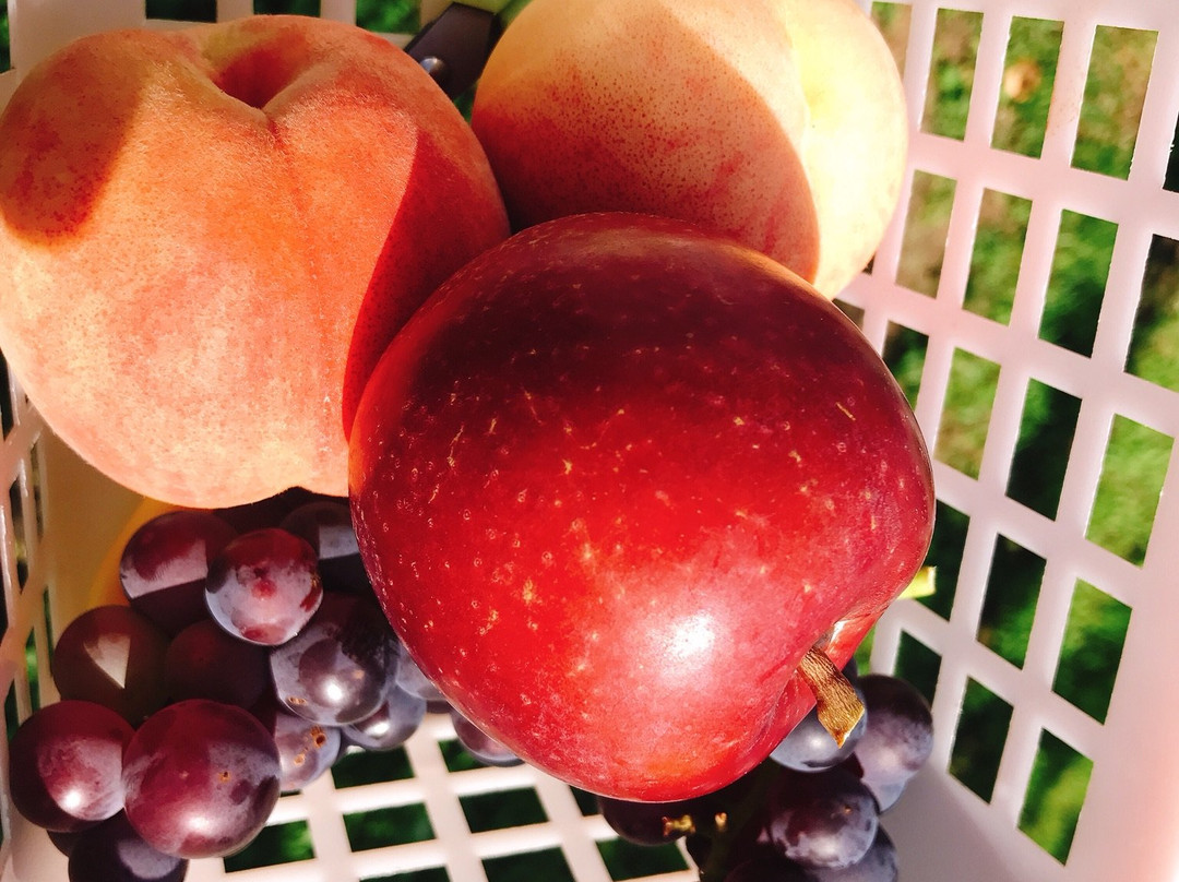 Nitori Kanko Fruits Farm-余市町必去景点
