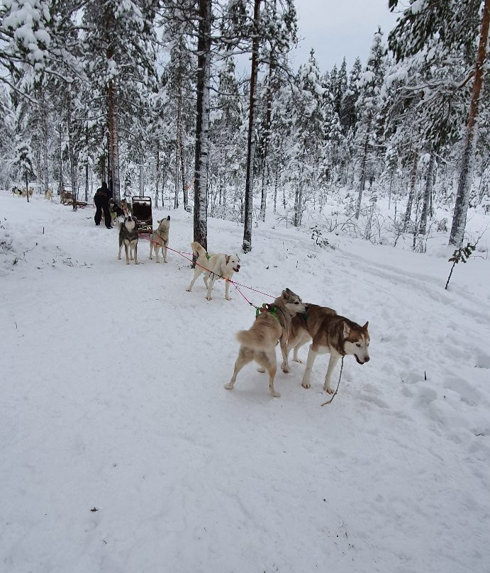 Spruce Island Husky景点图片