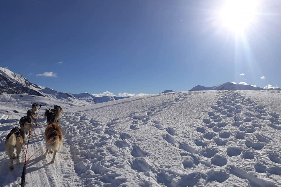 Travel Dog景点图片