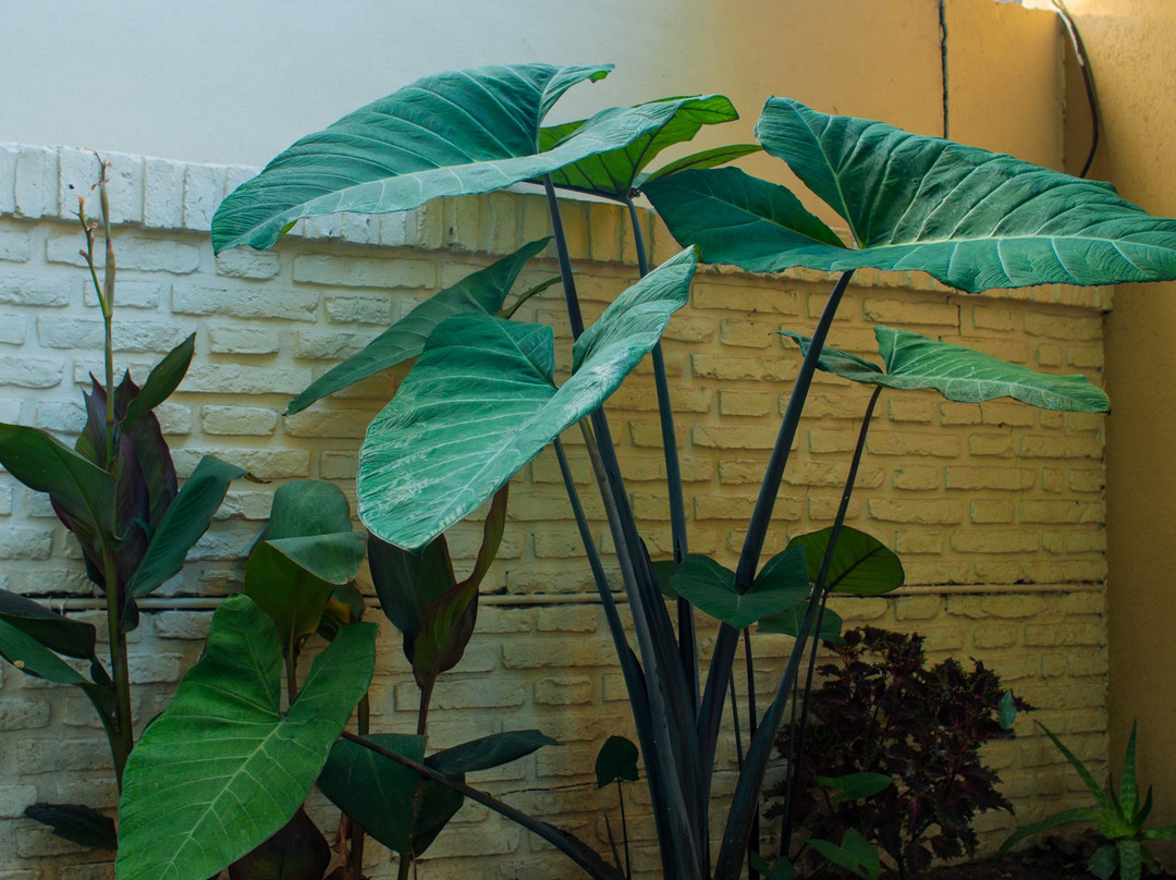 Hostel Casa Borges主图