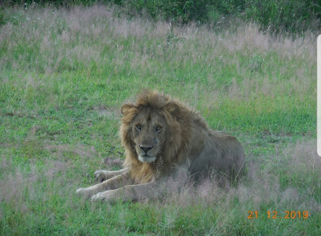 Siringeti Africa Safari -  Day Tour-姆万扎必去景点