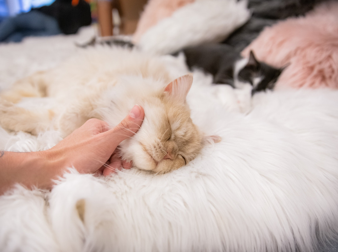 Crumbs & Whiskers-华盛顿特区必去景点