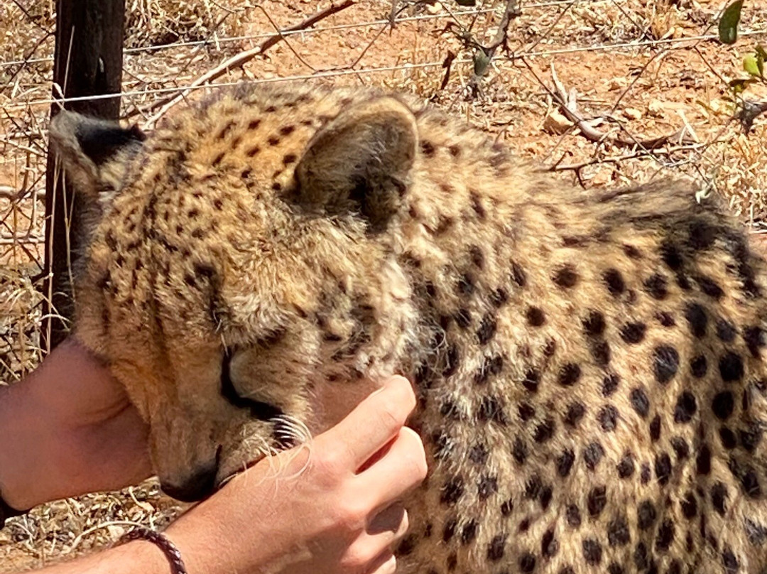 Peter Giddy Guided Tours-伊丽莎白港必去景点