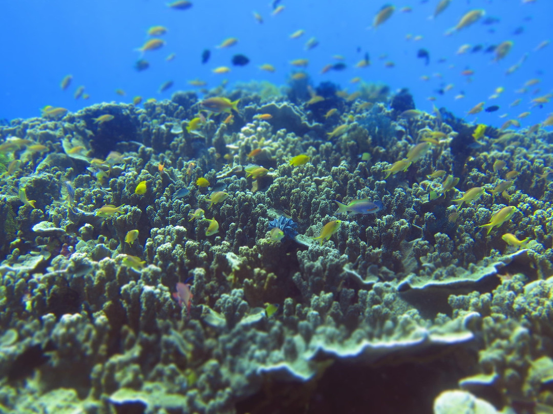 Coral Ocean Farmers internship / volunteering-Panglao必去景点