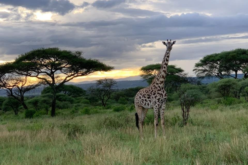 Trip Quest Safaris-阿鲁沙必去景点