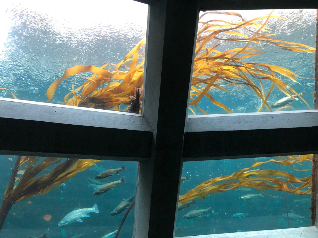 西雅图水族馆景点图片