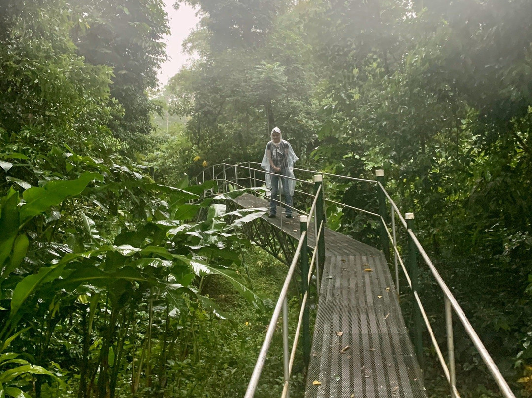 Heliconia Island主图