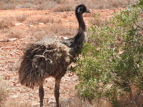 Woomera Missile Park-Woomera必去景点