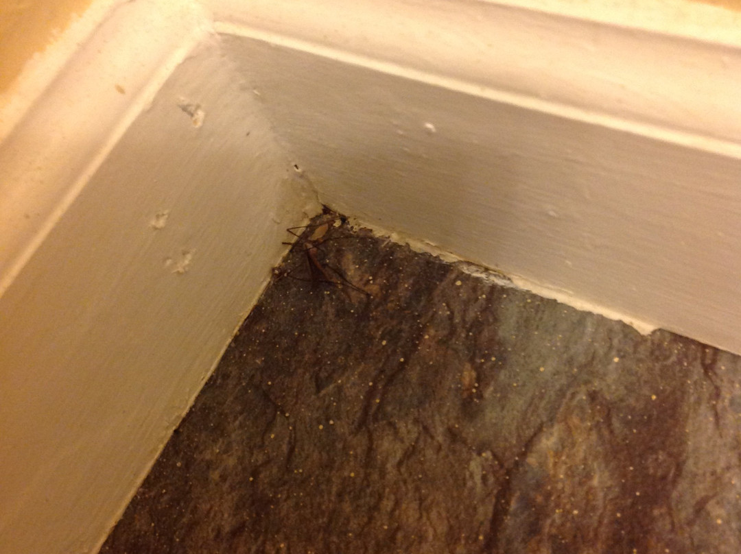 Travelier Motel主图