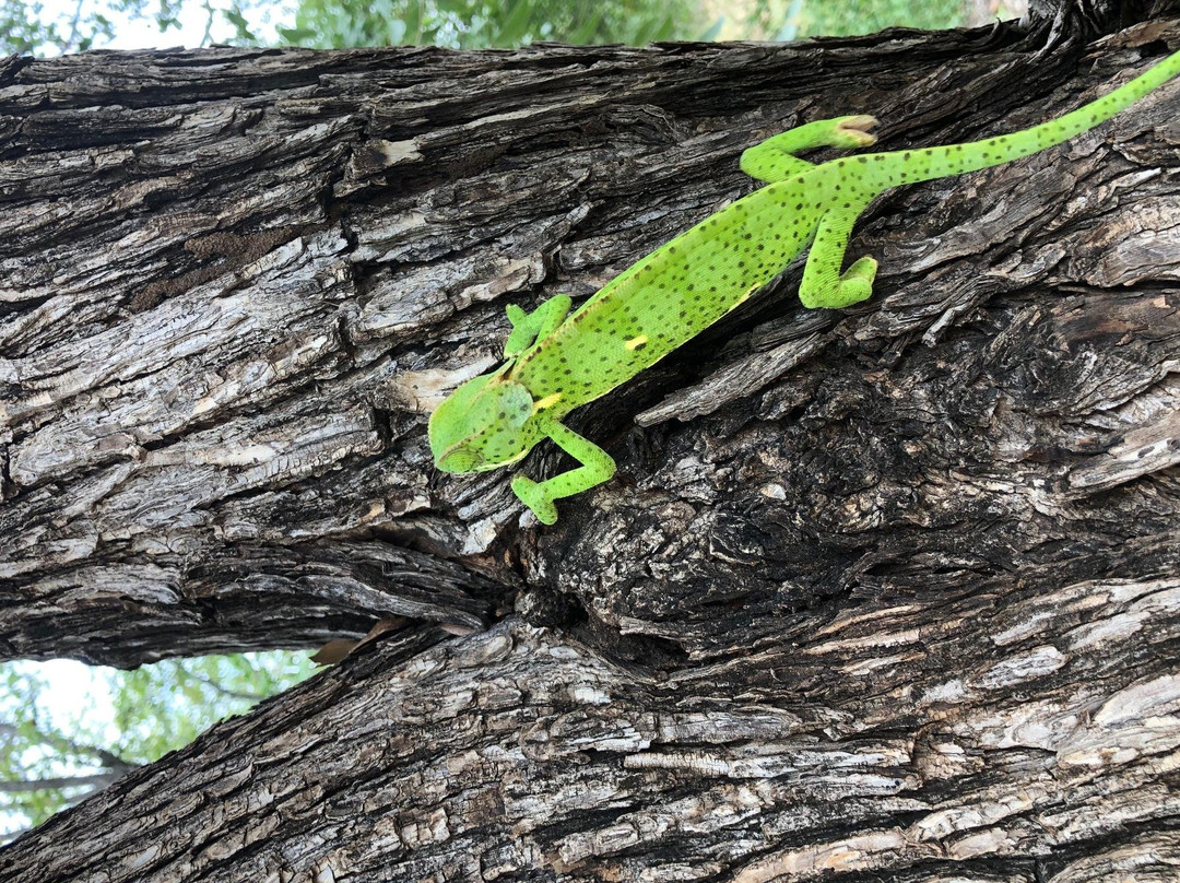 Modgaji Conservation Projects-伐拉博瓦必去景点
