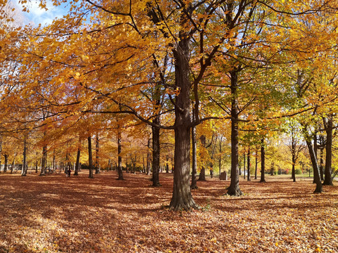 Angrignon Park-蒙特利尔必去景点
