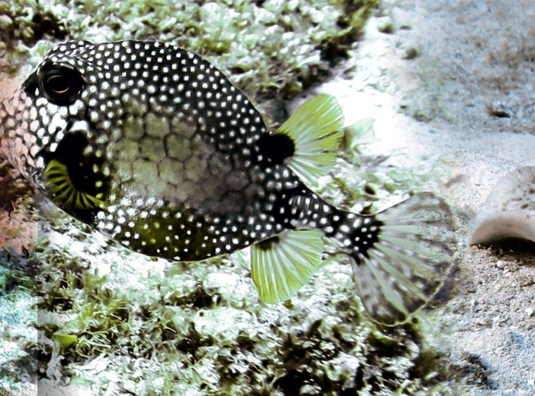 Antigua Scuba School-Jolly Harbour必去景点