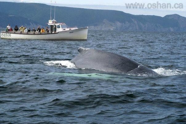 Oshan Whale Watch景点图片