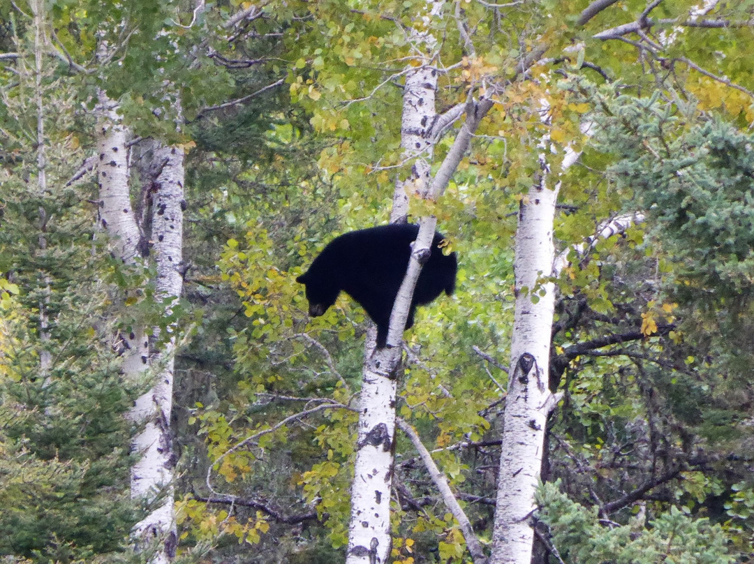 Observation de l'Ours Noir