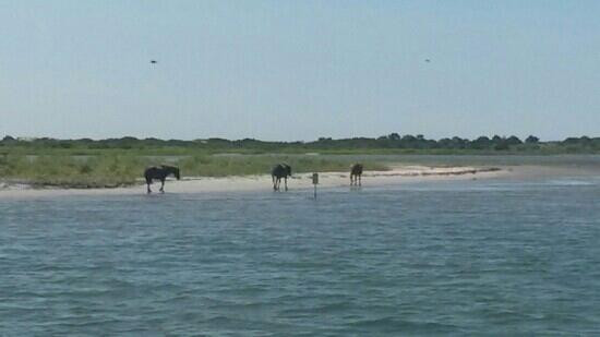 Assateague Adventure-大洋城必去景点