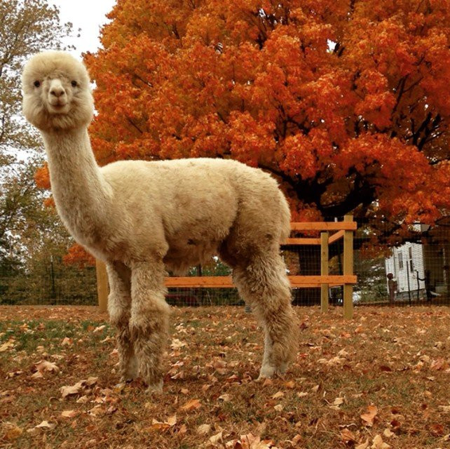 Cerro Gordo旅游景点-Sundrop Alpacas