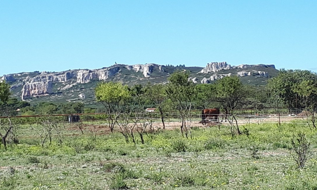 Perle de Provence