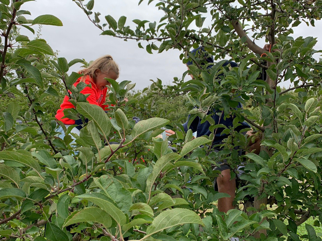 Champlain Orchards-Shoreham必去景点