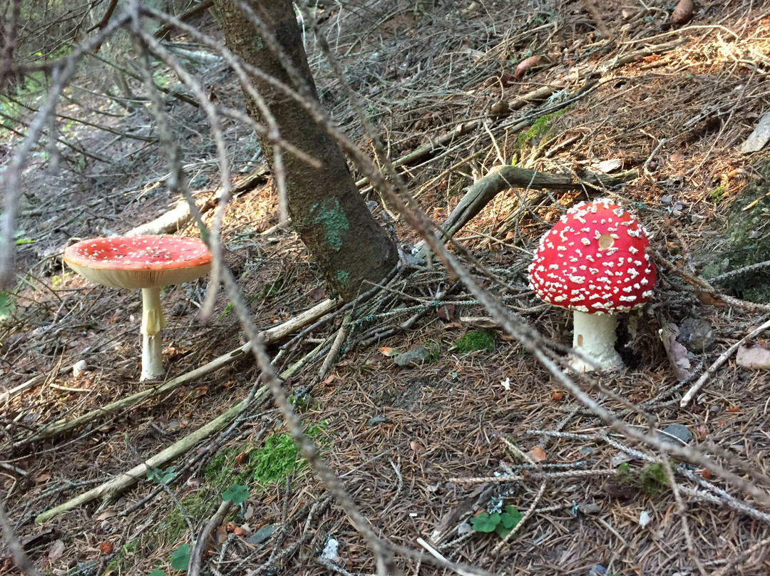 Area pic nic "Chantorné"景点图片