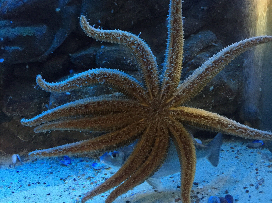 Marine and Freshwater Discovery Centre-皇后崖必去景点