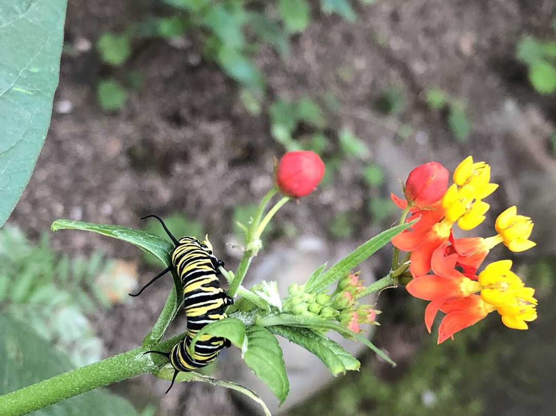 Nathaly Butterfly Garden-明多必去景点