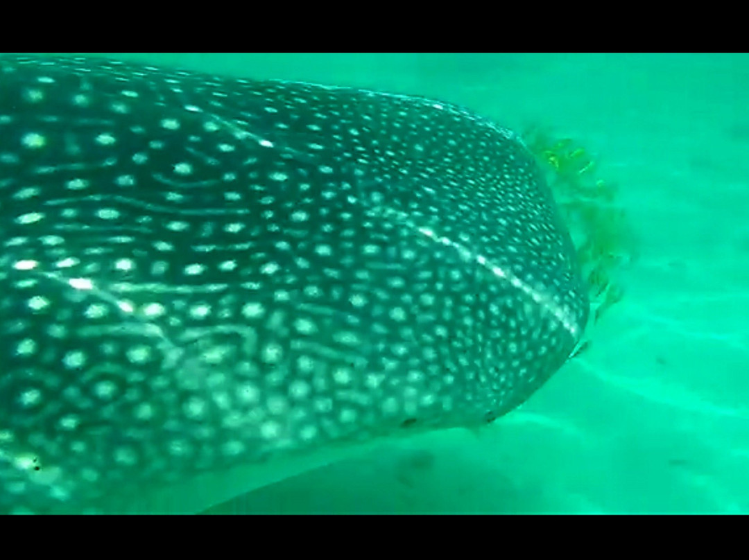 South Mafia Island Whale Shark Safari景点图片