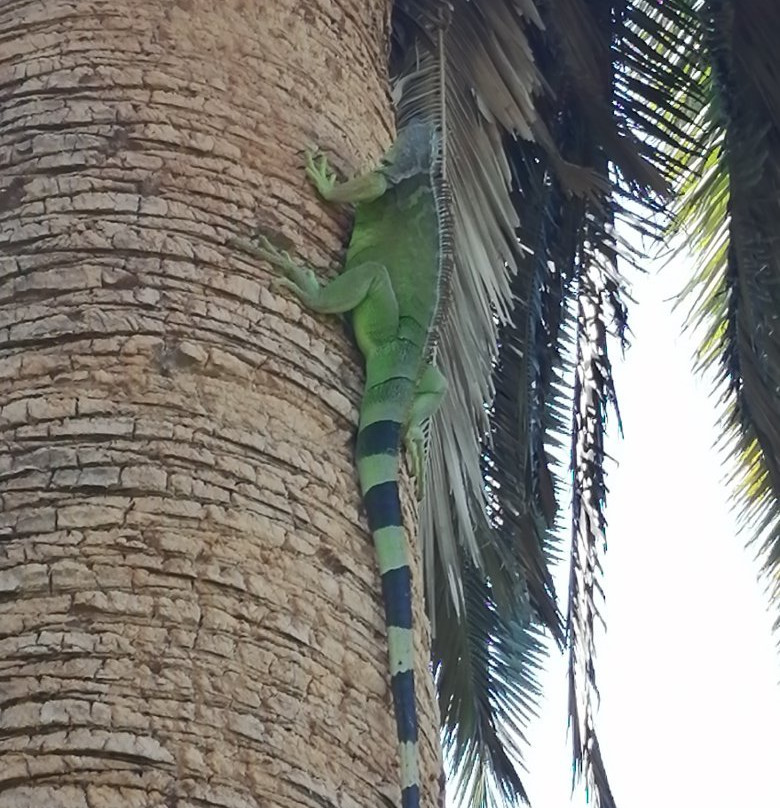 Jardín Botánico Benjamin Francis Johnston-Los Mochis必去景点