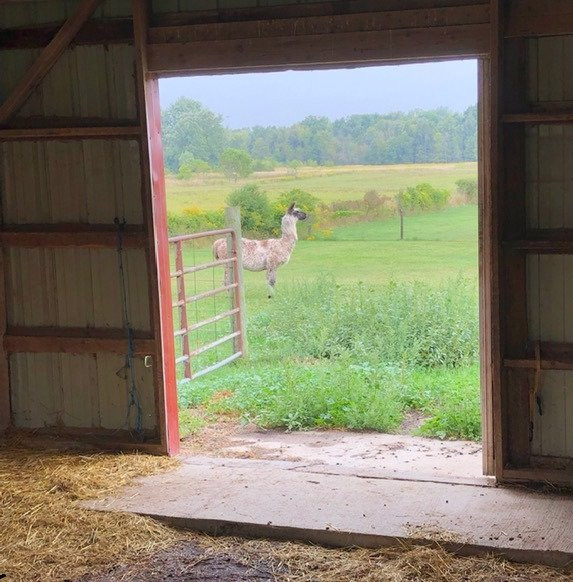 The Willowicke Inn主图