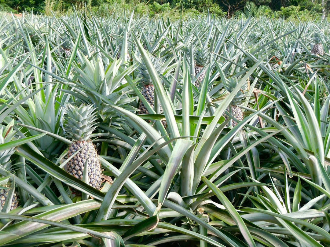 Akamine Pineapple Garden景点图片