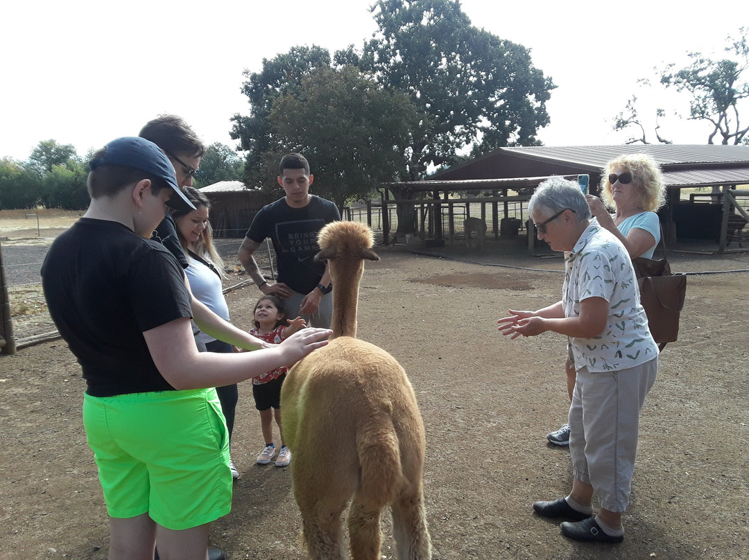 Alpacas at Lone Ranch-White City必去景点