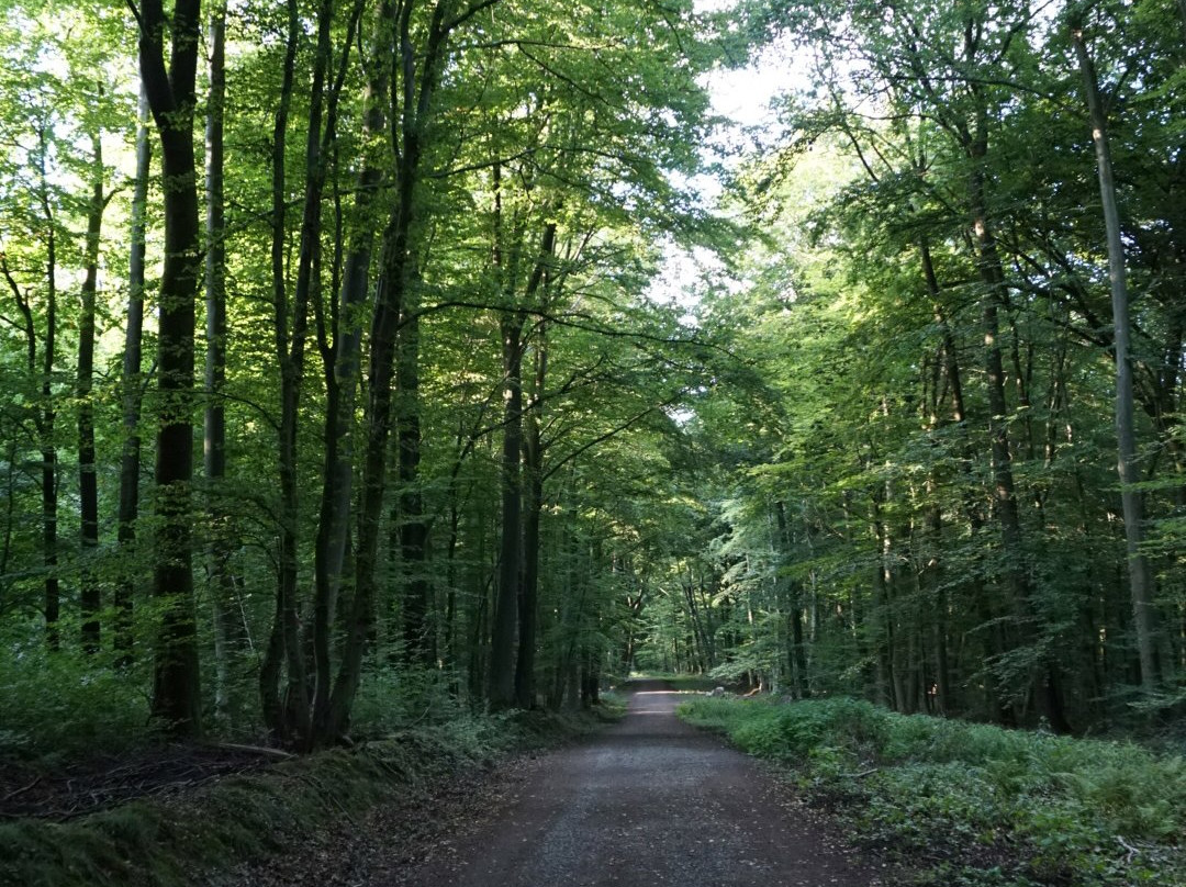 Bois de la Vequée景点图片