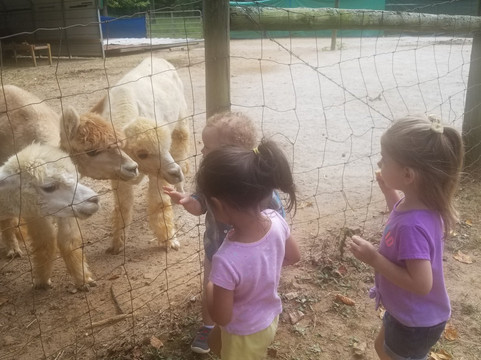 L & R Alpaca Haven Farm-Douglasville必去景点