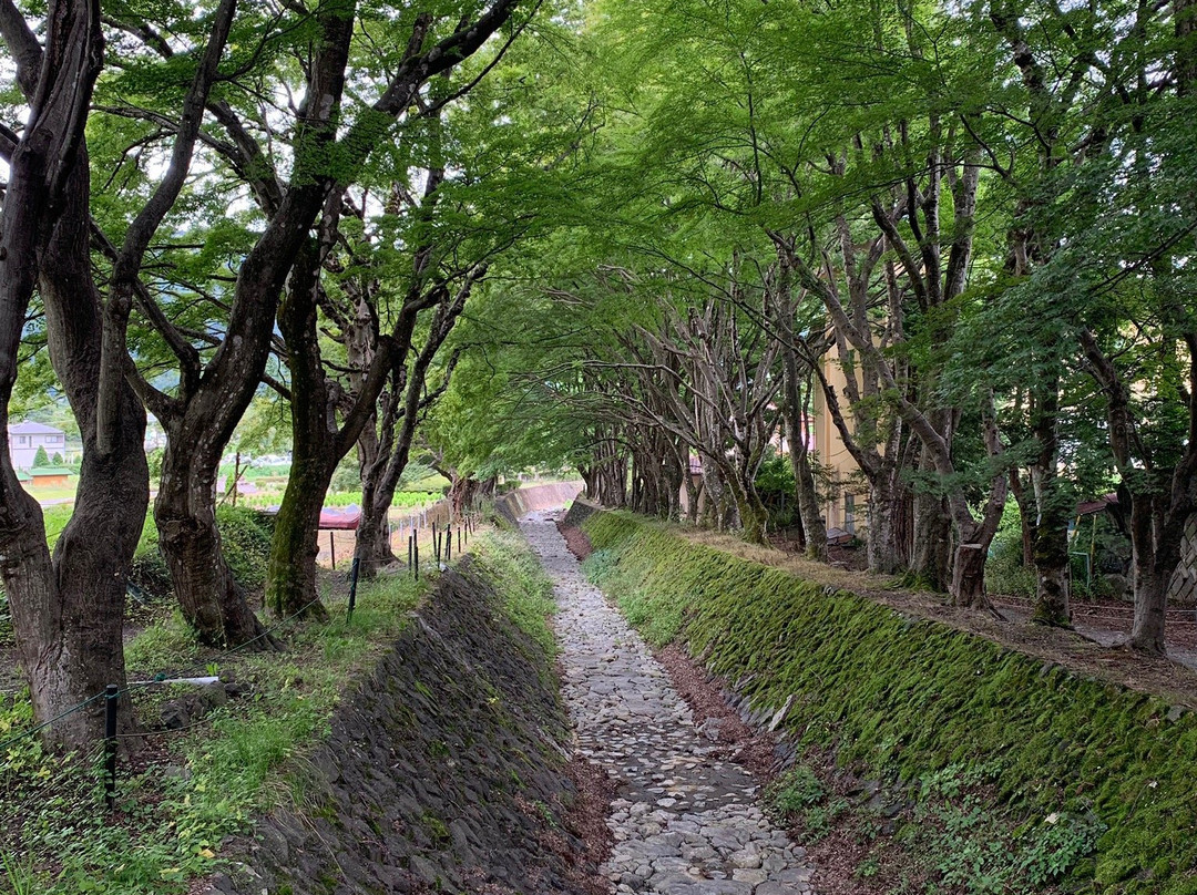 Momiji Tunnel景点图片