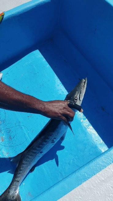 Fish Tobago Guesthouse主图