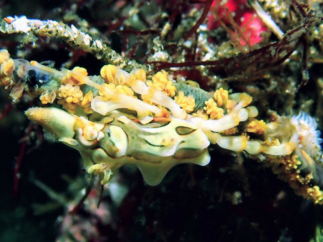 Izu Oceanic Park Diving Center - I.O.P.景点图片