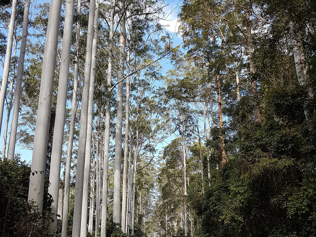 Yabbra National Park景点图片