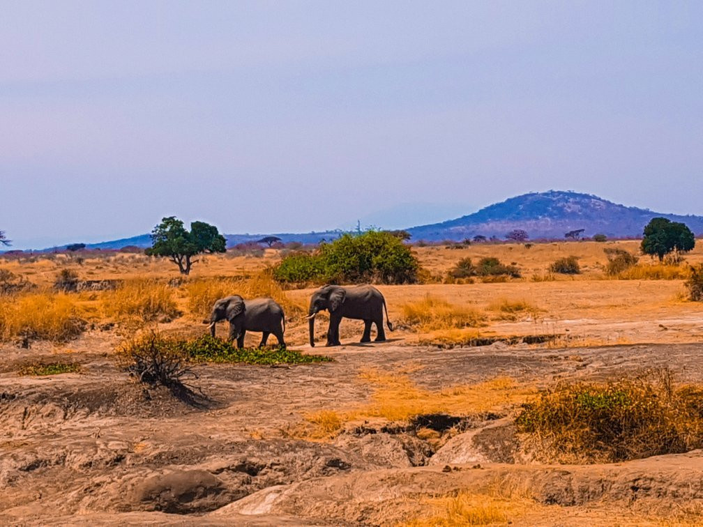 Chogela Safari Camp主图