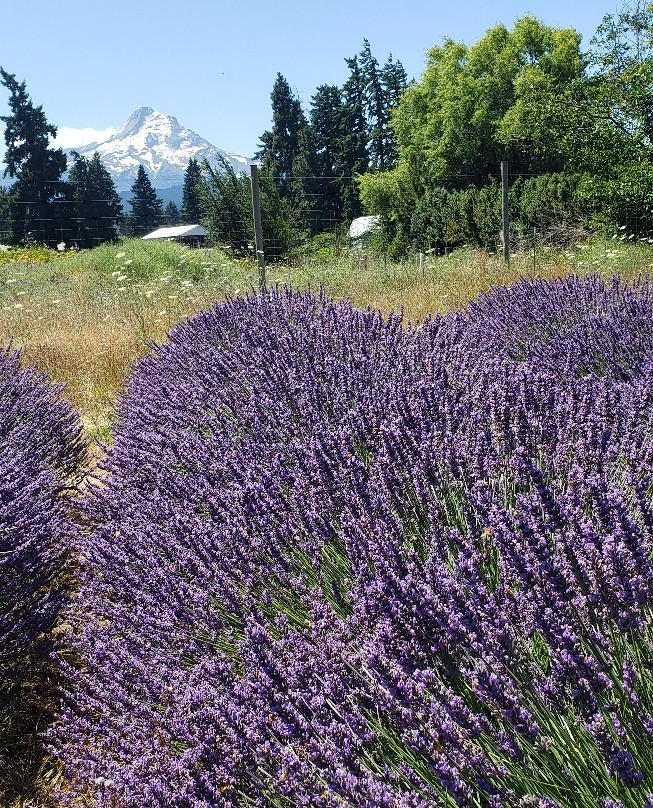 Lavender Valley-胡德里弗必去景点