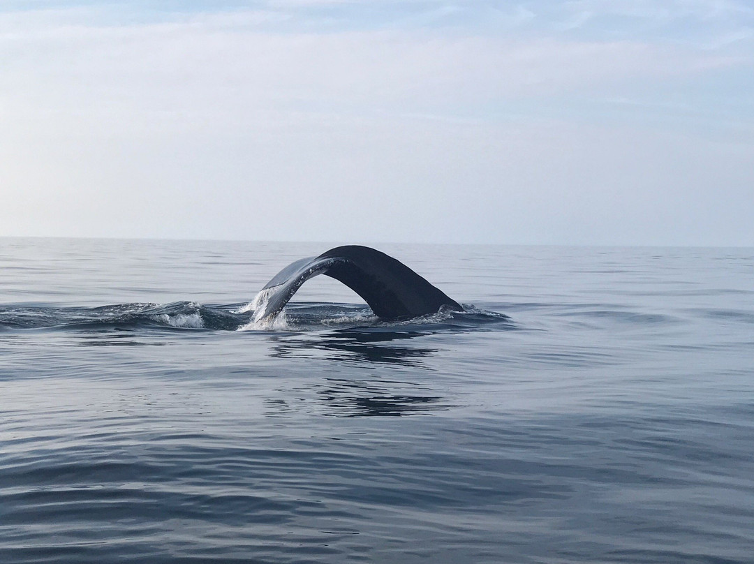 Dixon's Zodiac Seafari-Neil's Harbor必去景点