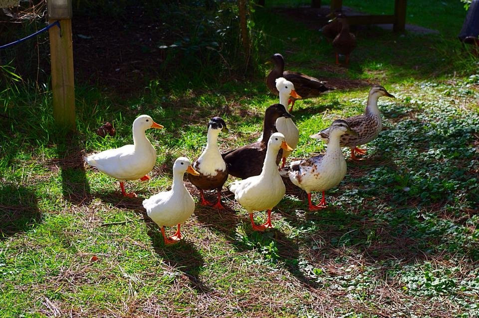 Three Ponds Holiday Park景点图片
