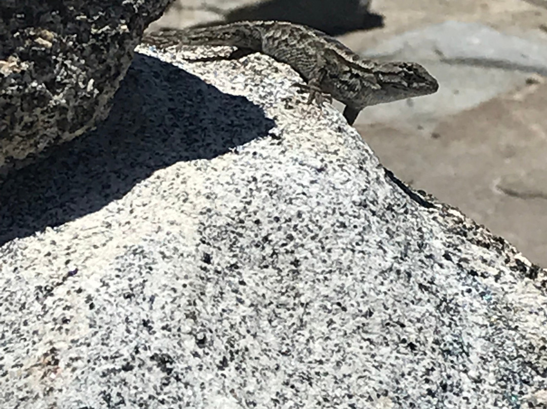 Loch Leven Lakes Trail-Emigrant Gap必去景点