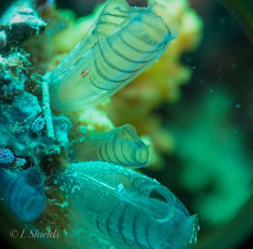 Jean-Michel Cousteau Diving景点图片