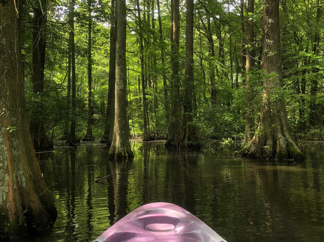 Trap Pond State Park-特拉华州必去景点