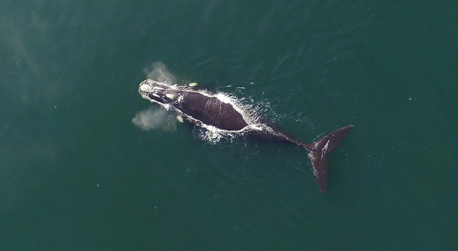 Fly Over Cape Town-开普敦中心区必去景点