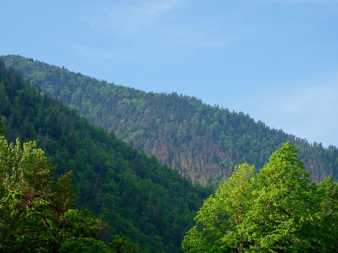 Borjomi Likani主图